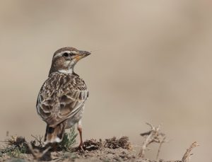 Bimaculated Lark, 二斑百灵, Melanocorypha bimaculata-gallery-16