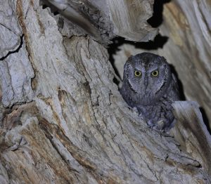 Eurasian Scops Owl, 西红角鸮, Otus scops-gallery-21