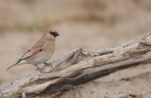 Desert Finch, 巨嘴沙雀, Rhodospiza obsoleta-gallery-5