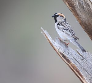 Saxaul Sparrow, 黑顶麻雀, Passer ammodendri-gallery-6