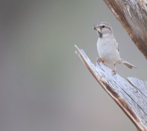 Saxaul Sparrow, 黑顶麻雀, Passer ammodendri-gallery-19