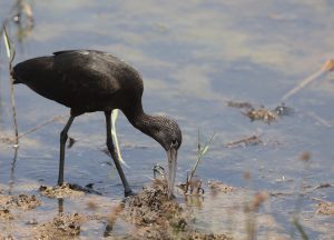 Glossy Ibis, 彩鹮, Plegadis falcinellus-gallery-7