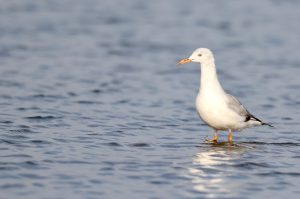 Slender-billed Gull, 细嘴鸥, Chroicocephalus genei-gallery-9