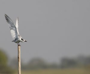 Whiskered Tern, 须浮鸥,  Chlidonias hybrida-gallery-18
