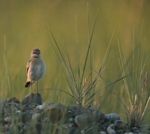 Isabelline Wheatear, 沙䳭, Oenanthe isabellina-gallery-17