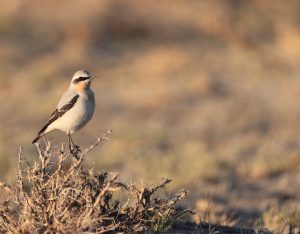 Northern Wheatear, 穗䳭, Oenanthe oenanthe-gallery-13