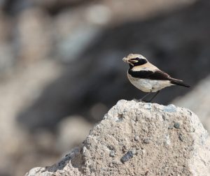 Desert Wheatear, 漠䳭, Oenanthe deserti-gallery-14