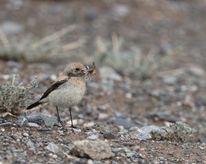 Northern Wheatear, 漠䳭, Oenanthe deserti-gallery-22