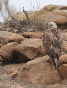 Long-legged Buzzard, 棕尾鵟, Buteo rufinu-gallery-15
