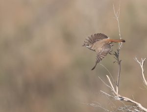 Rufous-tailed Scrub Robin, 棕薮鸲, Cercotrichas galactotes-gallery-0