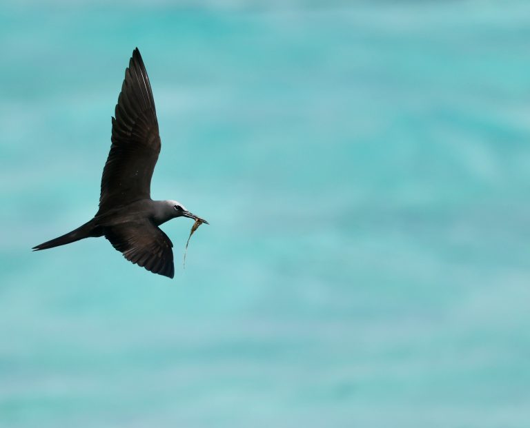 Black Noddy 玄燕鸥 Image