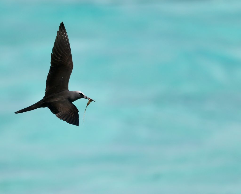 Black Noddy 玄燕鸥
