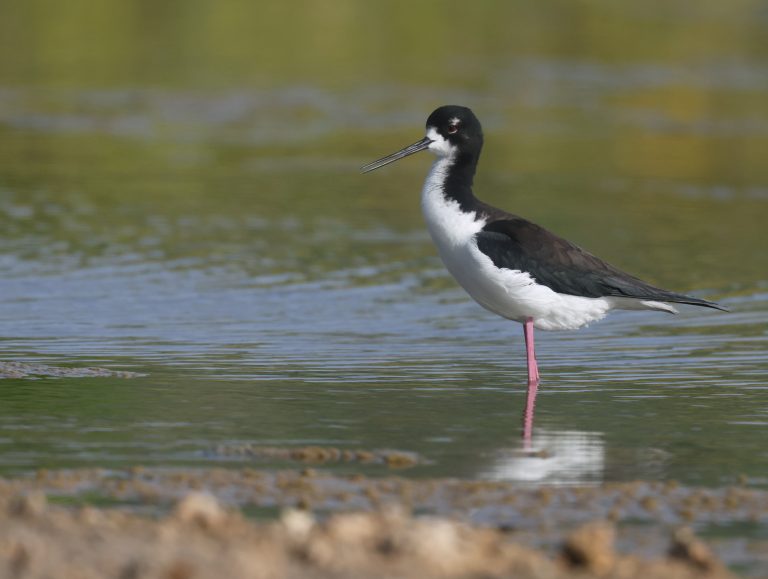Black-necked Stilt 黑颈长脚鹬 (2) Image