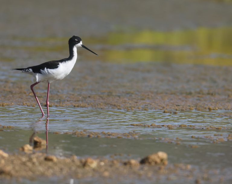 Black-necked Stilt 黑颈长脚鹬 (1) Image