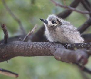 Blue-billed White Tern 白燕鸥 (1) Thumbnail
