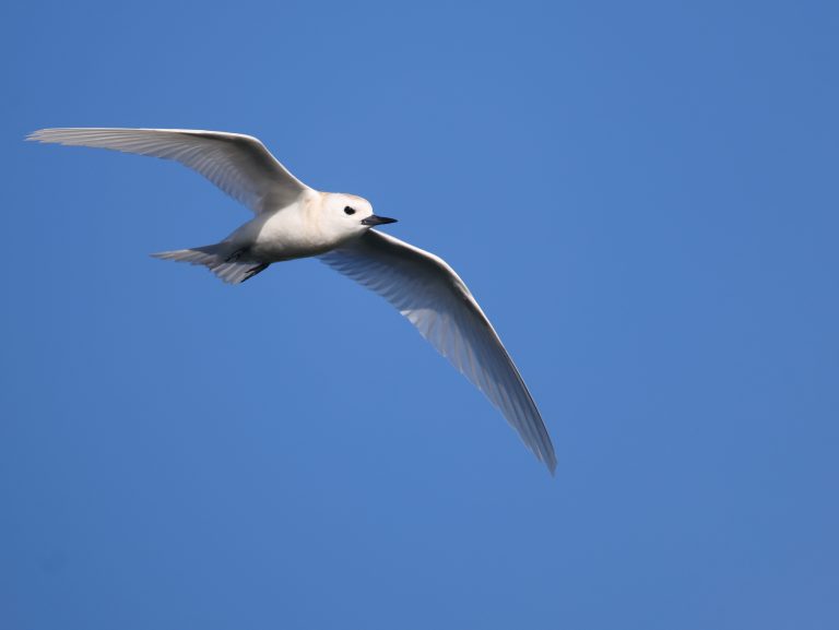 Blue-billed White Tern 白燕鸥 (1) Image