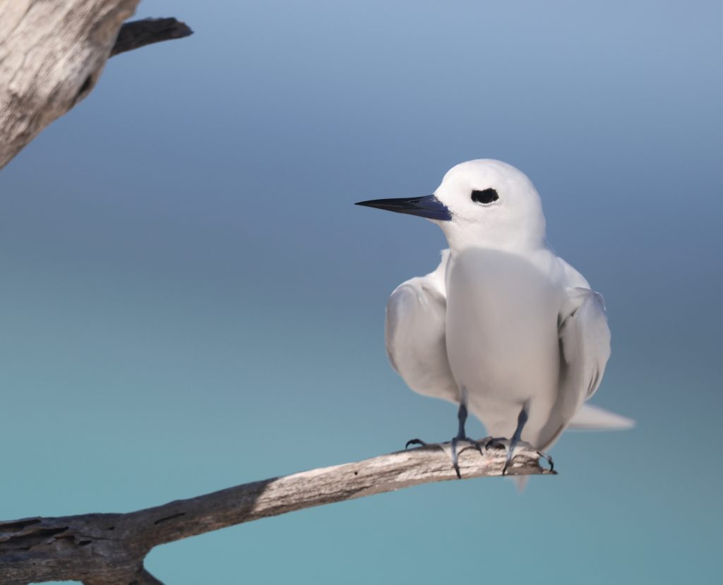 Blue-billed White Tern 白燕鸥 (3)