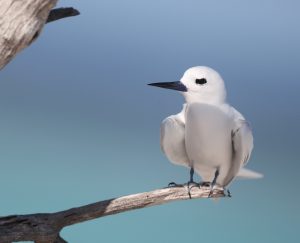 Blue-billed White Tern 白燕鸥 (3) Thumbnail