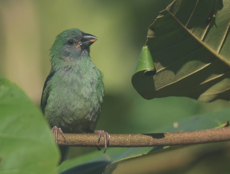 Blue-faced Parrotfinch 蓝脸鹦雀 (1) Image