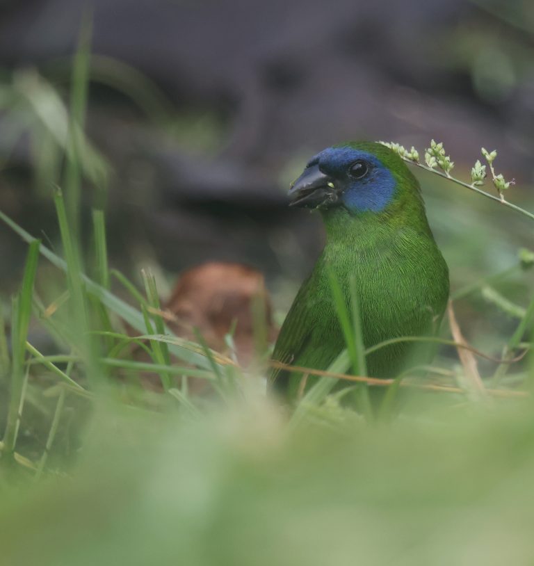 Blue-faced Parrotfinch 蓝脸鹦雀 (2) Image