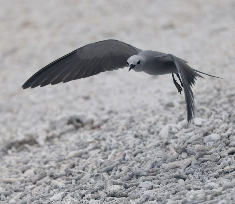 Blue-grey Noddy 蓝灰燕鸥 (1) Image