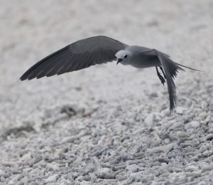 Blue-grey Noddy 蓝灰燕鸥 (1) Thumbnail