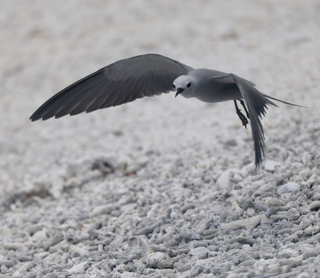 Blue-grey Noddy 蓝灰燕鸥