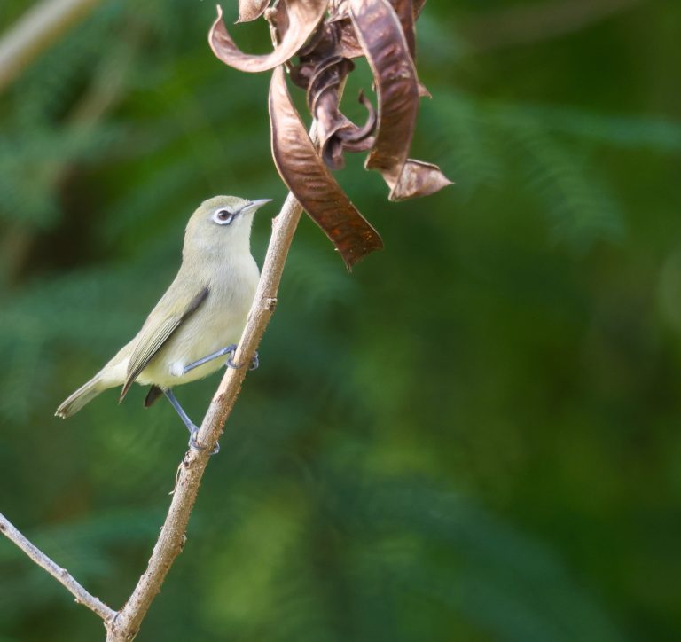 Bridled White-eye 马里亚纳绣眼鸟 (1) Image