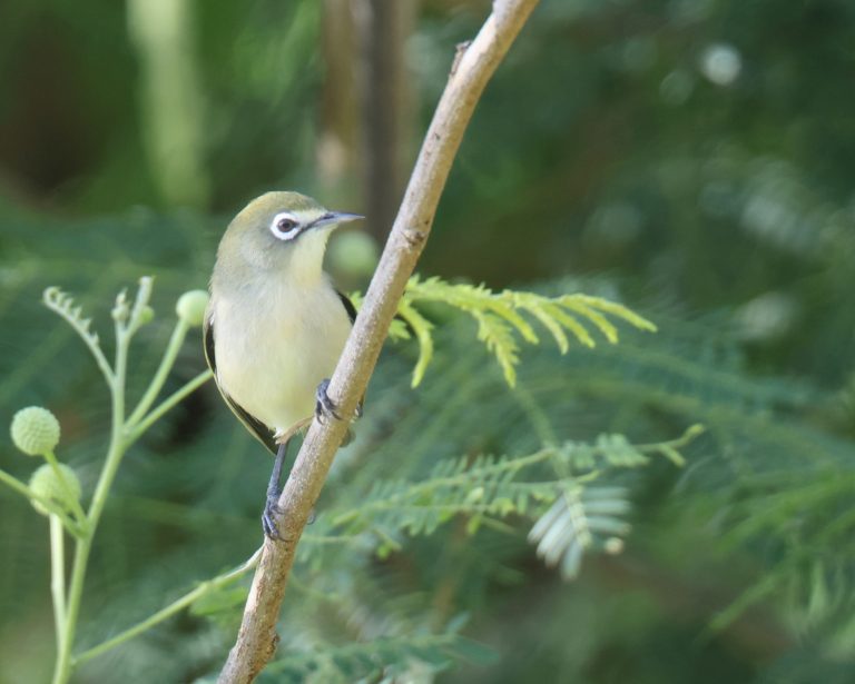 Bridled White-eye 马里亚纳绣眼鸟 Image