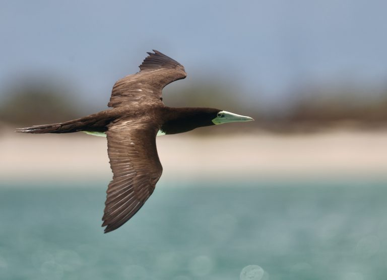 Brown Booby 褐鲣鸟 Image