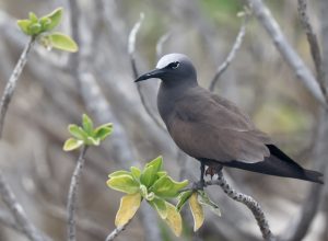 Brown Noddy 白顶玄燕鸥 (1) Thumbnail