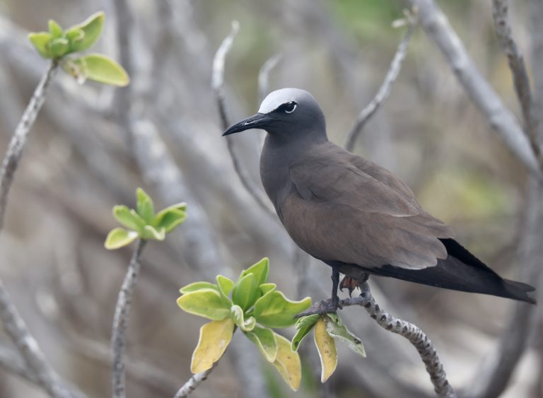 Brown Noddy 白顶玄燕鸥 (1) Image