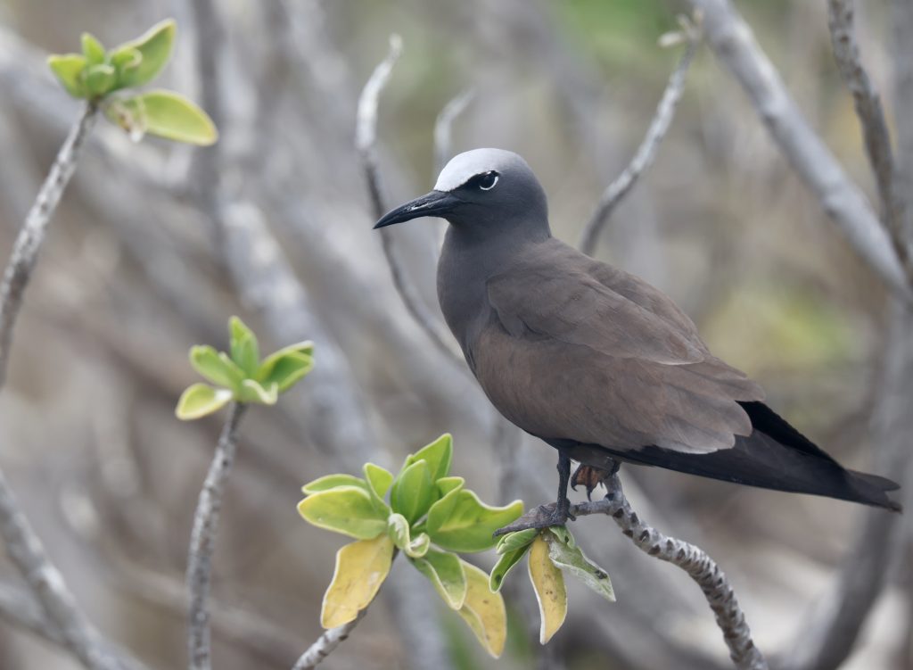 Brown Noddy 白顶玄燕鸥 (1)