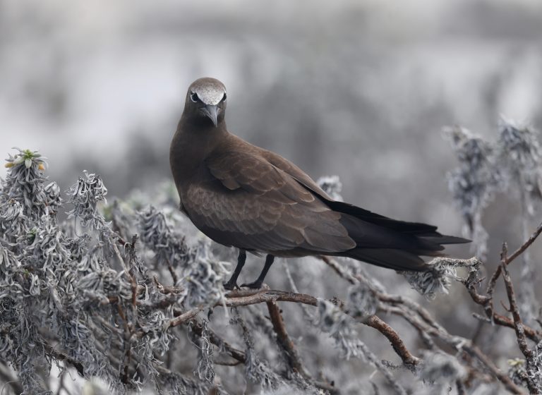 Brown Noddy 白顶玄燕鸥 (2) Image
