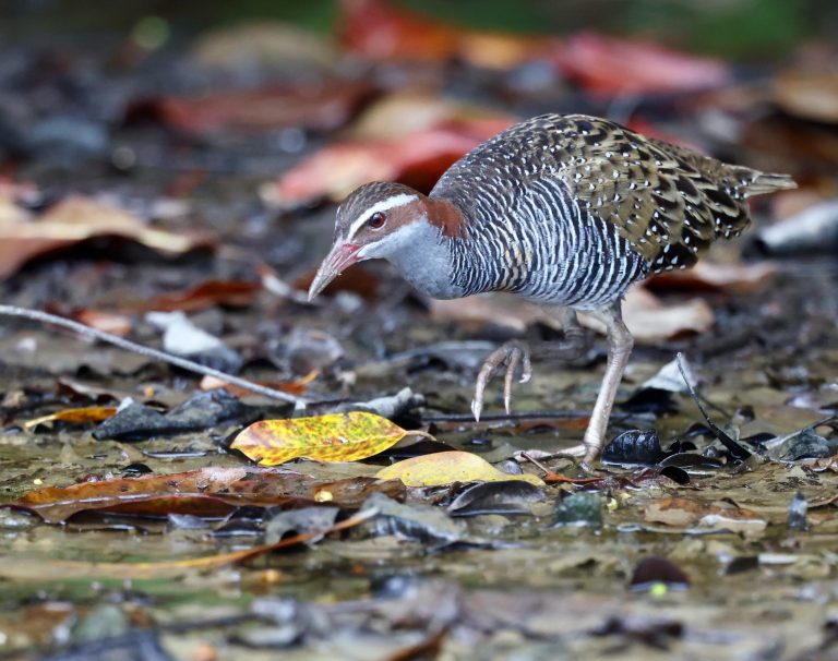 Buff-banded Rail 红眼斑秧鸡 Image