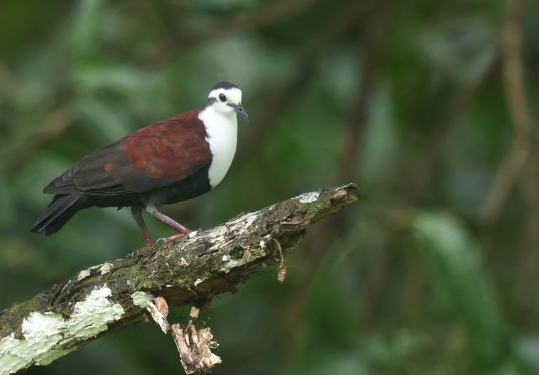 Caroline Islands Ground Dove 特岛鸡鸠 (1) Image