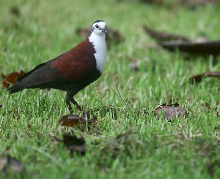 Caroline Islands Ground Dove 特岛鸡鸠 (2) Image