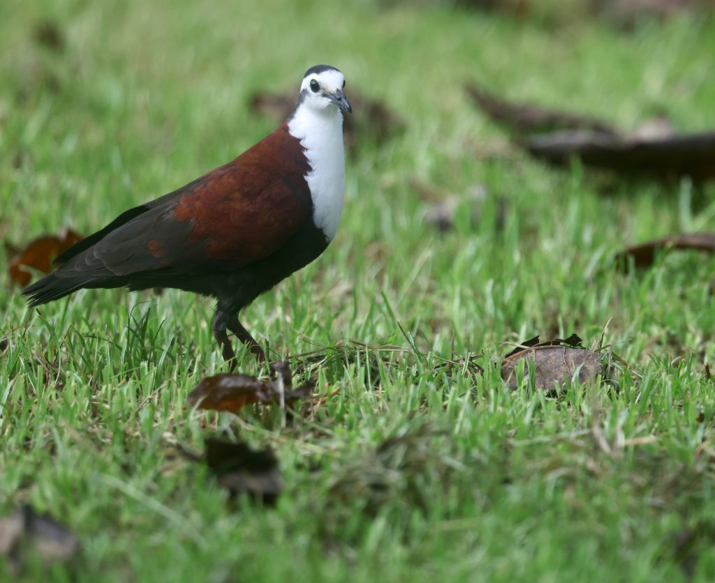 Caroline Islands Ground Dove 特岛鸡鸠 (2)