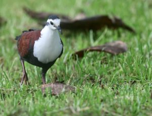 Caroline Islands Ground Dove 特岛鸡鸠 (2) Thumbnail