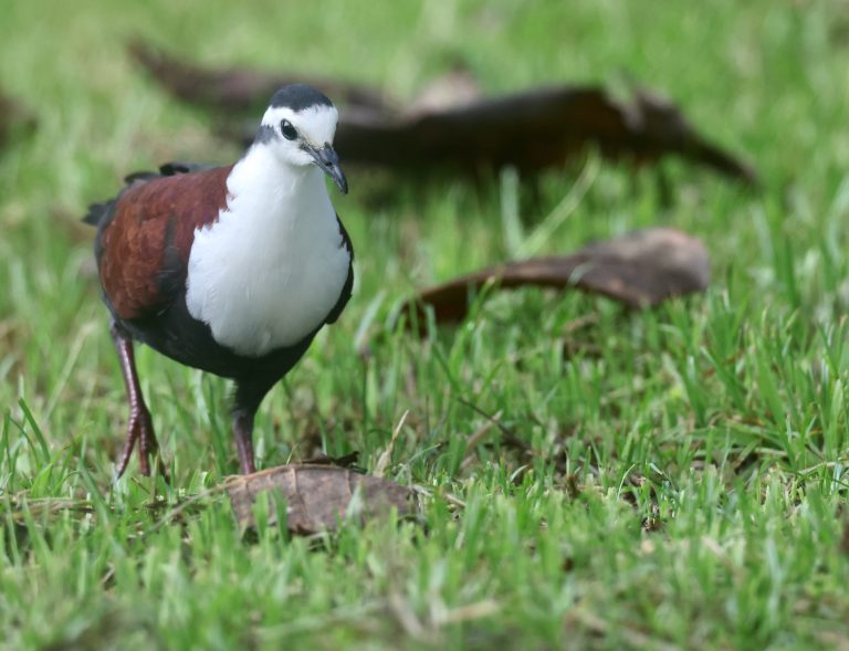 Caroline Islands Ground Dove 特岛鸡鸠 (2) Image