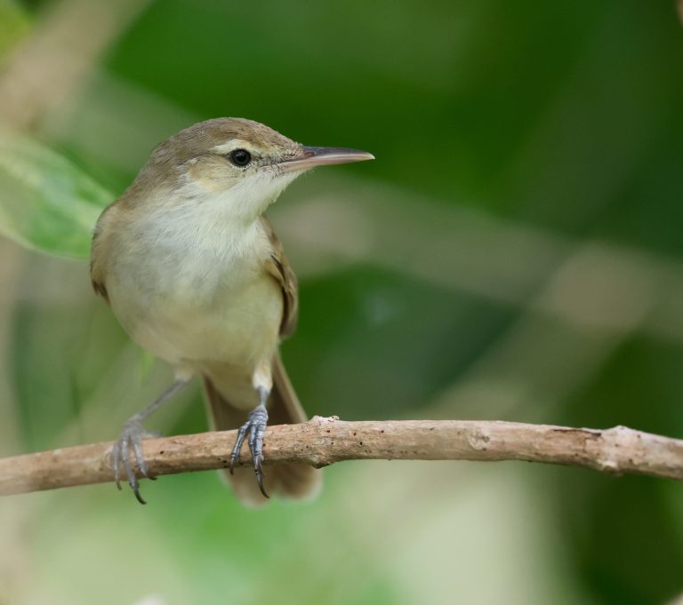 Caroline Islands Reed Warbler 卡罗琳苇莺 (1) Image