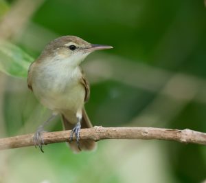 Caroline Islands Reed Warbler 卡罗琳苇莺 (1) Thumbnail
