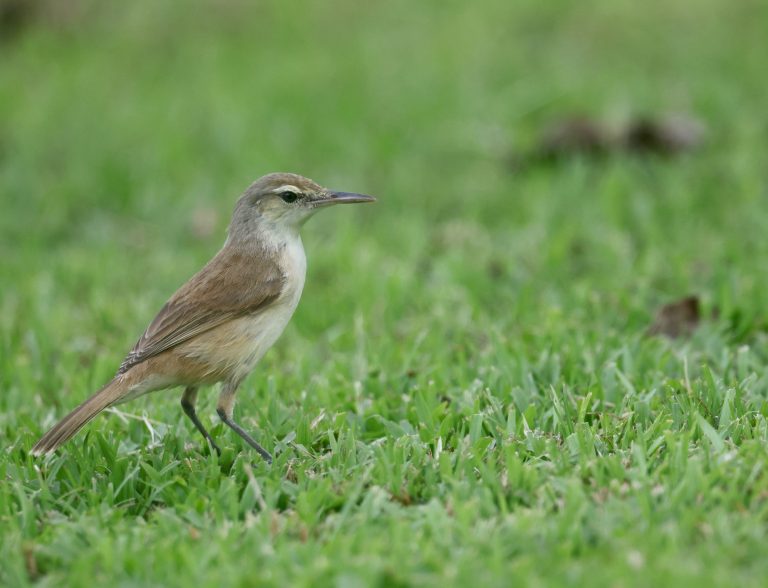 Caroline Islands Reed Warbler 卡罗琳苇莺 (2) Image