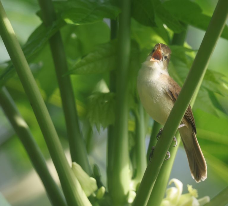 Caroline Islands Reed Warbler 卡罗琳苇莺 (3) Image
