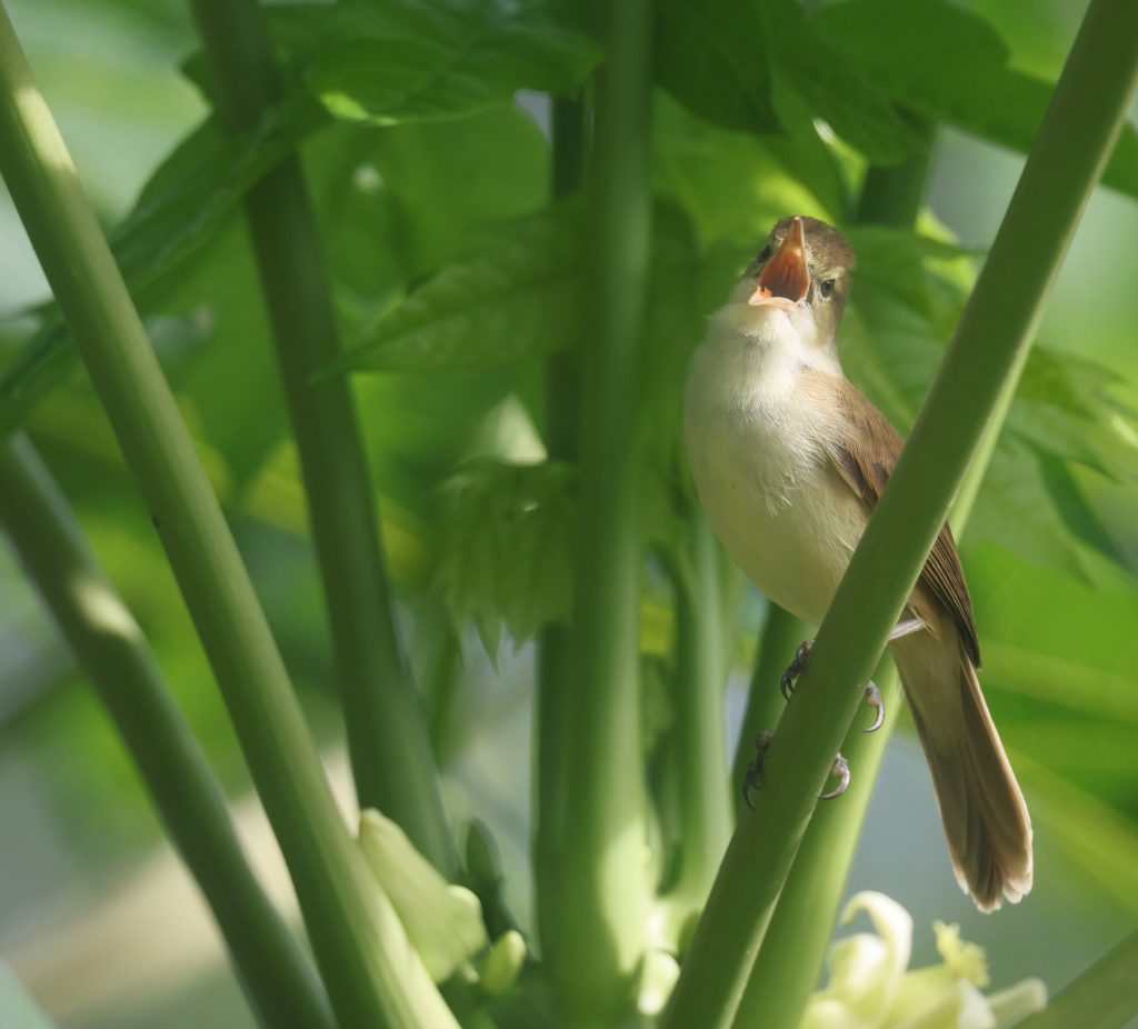 Caroline Islands Reed Warbler 卡罗琳苇莺 (2)