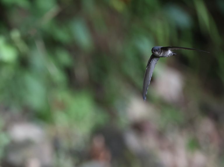 Caroline Islands Swiftlet 卡罗琳金丝燕 Image