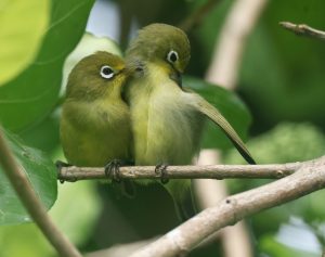 Caroline Islands White-eye 卡岛绣眼鸟 (1) Thumbnail