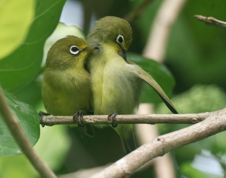 Caroline Islands White-eye 卡岛绣眼鸟 (1) Image