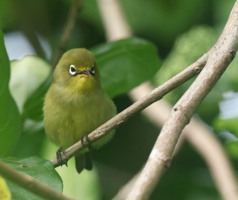 Caroline Islands White-eye 卡岛绣眼鸟 (2) Image