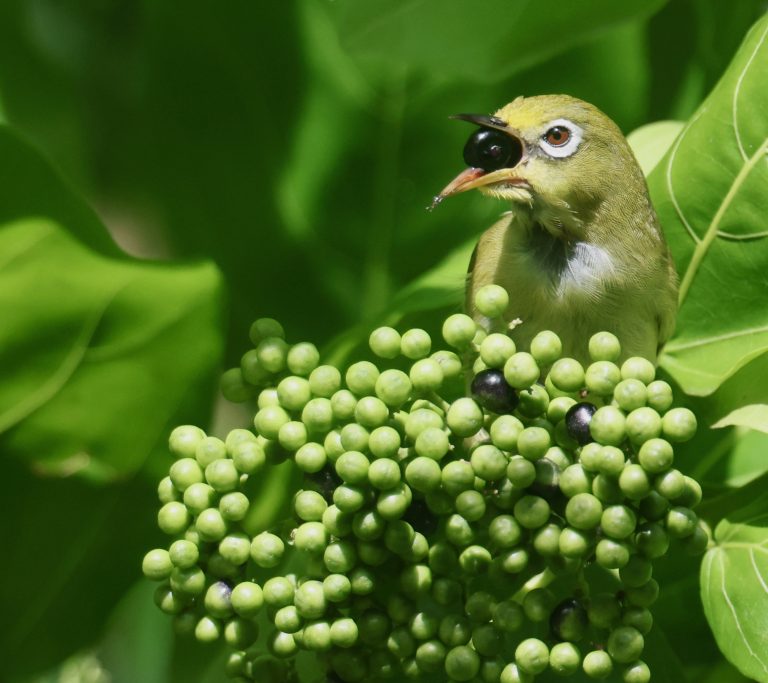 Caroline Islands White-eye 卡岛绣眼鸟 (3) Image